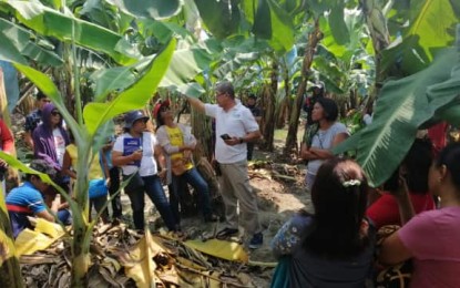 <p><strong>FIELD TOUR.</strong> Roni Manching, a farmer- scientist in Davao del Norte, shows the treated banana plants to farmers whose plantations were infected with Fusarium wilt during a field tour in Dujali town on Tuesday (September 17).  <em>(PNA Photo by Che Palicte)</em></p>