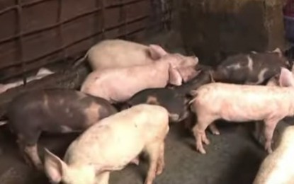 <p>Hogs in a piggery. <em>(PNA file photo)</em></p>