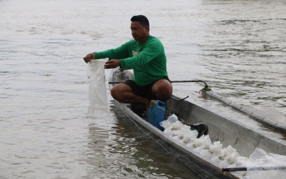 <p><strong>FINGERLINGS DISPERSAL.</strong> A fisherman releases tilapia fingerlings provided by the Bureau of Fisheries and Aquatic Resources (BFAR) along Pampanga River on Tuesday (Sept. 17, 2019). The dispersal of some 300,000 fingerlings was made under BFAR's 'Balik Sigla sa Ilog at Lawa' or BASIL that aims to repopulate freshwater bodies with non-invasive and indigenous fish species. <em>(Photo courtesy of BFAR-3)</em></p>