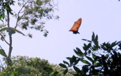 <p><strong>THREATENED.</strong> A large flying fox, the largest bat in the world, flies towards its roosting tree in Napol Hills, Barangay Mabuhay, General Santos City. The site is currently the subject of study for declaration as a critical habitat for the said species. <em>(Photo courtesy of DENR-12/PENRO-South Cotabato)</em></p>