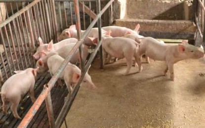 Pork ban remains in NegOcc amid hog disease recovery efforts