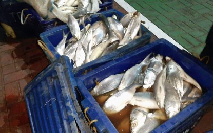 <p><strong>FISH KILL</strong>. Authorities seized some 900 kilograms of bangus (milk fish) in Barangay Bonuan Gueset Dagupan City on Tuesday (Sept. 24, 2019). The City Health Office confirmed the milkfish died due to oxygen starvation, or locally known as “tangok”, which are not fit for human consumption. <em>(Photo by Ahikam Pasion)</em></p>