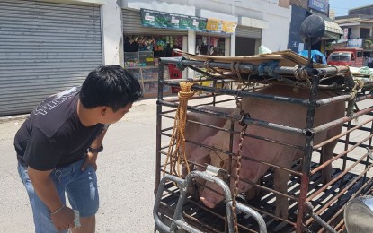 <p><strong>MEASURES VS. ASF.</strong> Dr. Carl Louie Seravillo, in-charge of the Davao Oriental Provincial Veterinary Office Animal Health Section, inspect the pigs which will be sent to a slaughterhouse in Davao Oriental on Sunday (Sept. 29, 2019). After passing inspection, Seravillo will issue a veterinary health certificate. <em>(Contributed photo)</em></p>