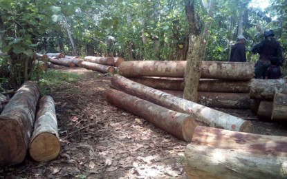 <p><strong>ILLEGAL LOGS.</strong> The Department of Environment and Natural Resources 13 (Caraga) has intensified its campaign against illegal logging in the past 15 days of October. This resulted in the confiscation of 7,846.6 board feet of illegally-sawn lumber products. <em>(Photo courtesy of DENR-Caraga Information Office)</em></p>