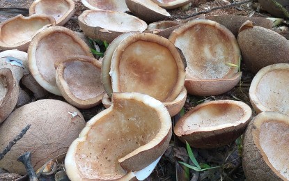 <p><strong>DRIED COCONUT.</strong> Copra, the dried meat or kernel of the coconut, being processed on a farm in Burauen, Leyte. The Philippine Coconut Authority is upbeat that higher copra price will prevail in the next two to three years, improving the income of nearly 400,000 families in the Eastern Visayas Region. <em>(PNA photo by Sarwell Meniano)</em></p>