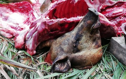 <p><strong>PIG FOR RITUAL</strong>. The provincial government has assured that there is ample supply of the pigs for Grand Cañao to celebrate Benguet’s 119th foundation anniversary. The butchering of pigs is a practice of the Benguet people who use the animal in ritual for offering to appease <em>Kabunian</em> (native god) and the ancestors to give their blessings and guidance. <em>(PNA file photo by Liza T. Agoot)</em></p>