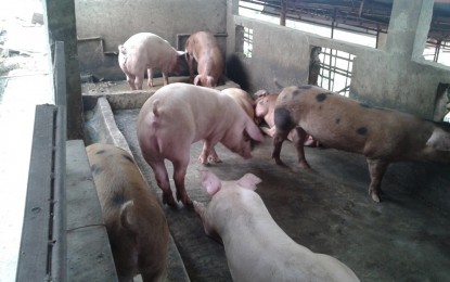 <p><strong>EXTENDED BAN.</strong> Presidential Assistant for the Visayas Michael Lloyd Dino says the ban on pork and pork products from Luzon should be extended until the government assures the provinces that the African Swine Fever (ASF) is already contained, during an interview on Monday (Oct. 28, 2019). Dino asked President Rodrigo Duterte to support the move of the four governors in Central Visayas in imposing a total ban on pork and pork products from Luzon. <em>(PNA file photo)</em></p>