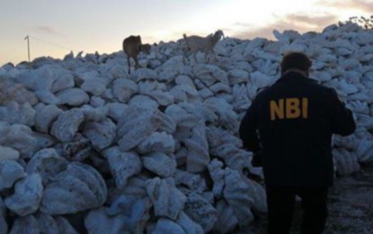 <p><strong>MOUNTAIN OF CLAMS</strong>. A National Bureau of Investigation agent checks the stockpile of “<em>taklobo</em>” giant clams found in a lot in Purok London, Barangay Bawing in General Santos City on Monday afternoon (Oct. 28, 2019). The confiscated giant clams, estimated at 120,000 tons, were valued at PHP2 billion. <em>(Photo contributed by Jun Pulido)</em></p>