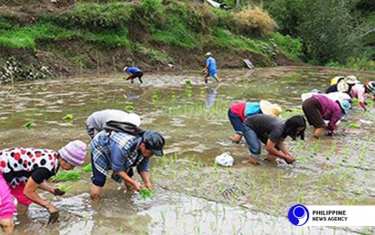 <p>Rice farmers<em> (PNA file photo)</em></p>