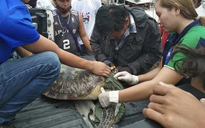 <p><strong>TURTLE TAGGING.</strong> Biodiversity management staff of the Community Environment and Natural Resources Office-Argao put a tag on one of the two marine turtles caught after being trapped in fishermen's net on the shoreline of Tinaan, Naga City, the Department of Environment and Natural Resources (DENR) Central Visayas reported on Monday, Nov. 4, 2019. The turtle was released back into the sea after the procedure. <em>(Photo courtesy of DENR-7)</em></p>