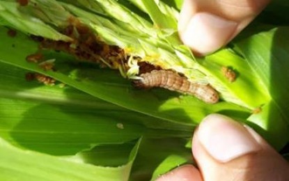 <p><strong>INVASIVE SPECIES.</strong> A fall armyworm feeding on the leaves of a corn plant.  The Office of the City Agriculturist (OCA) of Zamboanga City has launched a massive information campaign on the management of fall armyworm (FAW), an invasive species which causes significant damage to crops, mostly corn.<em>(Photo courtesy of Iloilo PAO)</em></p>