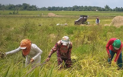 <p><strong>RICE PRODUCTION</strong>. Farmers harvesting rice in Bago City, Negros Occidental in this undated photo. The provincial government is eyeing various interventions to boost food production after the Department of Agriculture warned of a looming global food crisis. <em>(PNA Bacolod file photo)</em></p>