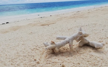 <p><strong>PH'S NEXT BORACAY?</strong> Some dead corals washed up on the white sandy beach of Poblacion, San Jose, Romblon. The entire island, locally known as Hambil under the administration of San Jose, Romblon spans about 2,205 hectares featuring pockets of secluded white-sand beaches and limestone formation that doubles as an entryway to its other worldly caves.<em> (PNA photo by Joyce Ann L. Rocamora)</em></p>