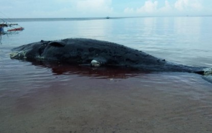 <p><strong>DEAD SPERM WHALE.</strong> Residents of Barangay Gumasa in Glan, Sarangani province discover an 11.9-meter dead sperm whale that washed ashore in the area on Sunday morning (Nov. 24, 2019). The Bureau of Fisheries and Aquatic Resources in Region 12 said the marine mammal could have been dead for at least five days when it was found. <em>(Photo lifted from the Facebook update of Gumasa barangay councilor Joselito Abayon)</em></p>