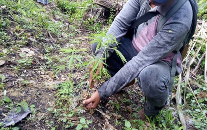 <p><strong>UPROOTED.</strong> Over PHP1 million worth of marijuana plants were uprooted by joint operatives of the Philippine National Police and the Philippine Drug Enforcement Agency in Caraga Region in an area in Barangay Kasapa 1, in Loreto town, Agusan del Sur on Tuesday (Nov. 26, 2019). The police early this year also discovered a marijuana plantation in the adjoining Barangay Kasapa 2. <em>(Photo courtesy of PRO-13 Information Office)</em></p>