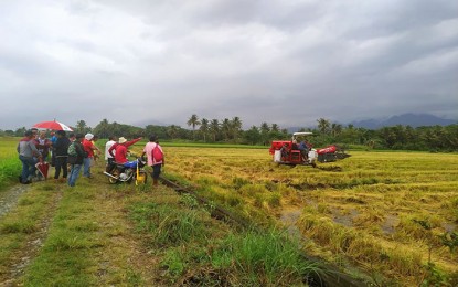 <p><strong>INCREASED PRODUCTION.</strong> The Department of Agriculture in Caraga Region reported an increase in rice production and the expansion of rice areas during the first two quarters this year due to the direct interventions made by the agriculture department to rice farmers. <em>(Photo grab from DA-13 Facebook Page)</em></p>