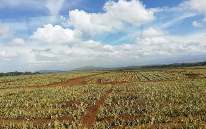 <p>One of the world's biggest pineapple plantations, the Del Monte plantation in Bukidnon <em>(Photo by Joyce Ann Rocamora)</em></p>