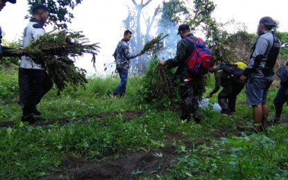 <p><strong>TORCHED</strong>. Thousands of marijuana plants were uprooted and burned in the mountainous areas of Kibungan, Benguet and Sugpon, Ilocos Sur during a three-day operation of the Philippine Drug Enforcement Agency and the local police. The amount is estimated at P4.4 million. <em>(Photo courtesy of Sugpon PNP)</em></p>