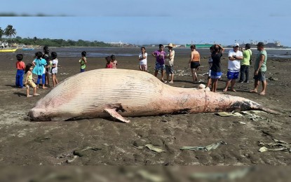 Big whale found dead on Bataan beach | Philippine News Agency