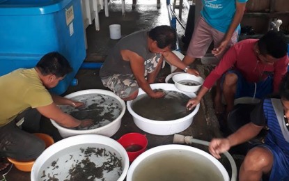 <p><strong>HATCHERIES</strong>. Photo shows inside a multi-species hatchery maintained by the Bureau of Fisheries and Aquatic Resources (BFAR) in Guiuan, Eastern Samar. BFAR is eyeing to set up multi-species hatcheries in Eastern Visayas provinces to support aquaculture in the region. (<em>Photo courtesy of BFAR</em>) </p>