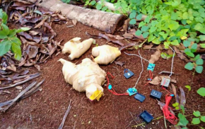 <p><strong>IMPROVISED BOMBS FOUND.</strong> Government troops found additional improvised bombs left behind by on Tuesday (Dec. 3, 2019) by fleeing Bangsamoro Islamic Freedom Fighters in Barangay Pamalian, Shariff Saydona Mustapha, Maguindanao. A total of 20 homemade bombs were so far recovered by soldiers since the resumption of the all-out military operation against the BIFF in the area since November 24.<em> (Photo courtesy of 6ID)</em></p>