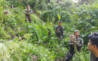 <p><strong>MARIJUANA PLANTATION.</strong> Authorities uproot and burn about 10,000 hills of fully-grown marijuana hills in Barangay Tubaon, Tarragona, Davao Oriental on Thursday (Dec. 5, 2019). It was allegedly planted and cultivated by Melindo Malintad and his son Jurel. <em>(Photo courtesy of PDEA-11)</em></p>