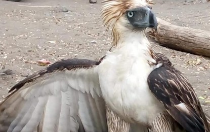 <p><strong>RESCUED</strong>. A distressed Philippine Eagle is shown after being rescued by concerned residents on Friday (Dec. 12, 2019) in the waters of Sarangani Bay while flying towards the direction of Sitio Dampilan, Barangay Lumatil in Maasim, Sarangani province. The eagle, which weighed 5.185 kilos, reportedly fell into the water after taking off from a boat. <em>(Photo lifted from the Facebook post of Cornelio Ramirez of the Sarangani Environmental Protection and Conservation Center)</em></p>
