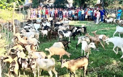 <p><strong>GOATS FOR PROGRESS.</strong> On Tuesday (Dec. 17), around 300 goats were distributed to farmers in Piddig, Ilocos Norte. The goat dispersal project of the local government unit aims to boost the farmer-recipient's source of income.<em> (Photo by Eduardo Guillen) </em></p>