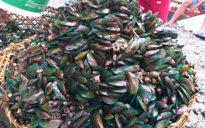 <p><strong>SHELLFISH BAN.</strong> Gathering of shellfish including these green mussels harvested in Samar is prohibited in five bays in Eastern Visayas found to be positive of red tide toxins, the Bureau of Fisheries and Aquatic Resources (BFAR) said on Tuesday (Dec. 17, 2019). BFAR said red tide toxins were found in Cancabato Bay in Tacloban City; San Pedro Bay in Basey and Marabut, Samar; Silanga and Irong-irong Bays in Catbalogan, Samar; and Matarinao Bay stretching across the towns of General MacArthur, Hernani, Quinapondan, and Salcedo in Eastern Samar. <em>(PNA file photo)</em></p>