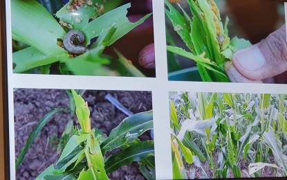 <p><strong>FALL ARMYWORM.</strong> Fall armyworm, an invasive species which causes damage to crops, mostly corn, has been sighted in some areas in Central Luzon, particularly in the provinces of Nueva Ecija, Tarlac, and Pampanga. The Department of Agriculture Regional Field Office steps up measures to deal with the threat of fall armyworm in the region.<em> (Photo courtesy of the Department of Agriculture Regional Field Office 3)</em></p>