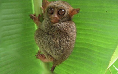 <p><strong>TARSIER</strong>. The Protected Area Management Office of the Mt. Matutum Protected Landscape (PAMO-MMPL) has limited the entry of visitors to the tarsier sanctuary in Barangay Linan, Tupi town in South Cotabato province to protect the critical primate and its habitat. It prohibited the entry of walk-in visitors to the site as part of their enhanced conservation and protection measures. <em>(Photo courtesy of PAMO-MMPL)</em></p>