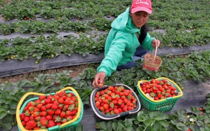 <p><strong>STRAWBERRY PICKING</strong>. A local enjoys picking strawberries at the La Trinidad strawberry farms which has gained a status as among the favorite activity of tourists going to Baguio City. Strawberry picking in La Trinidad, Benguet is viewed as one that completes the experience of a Baguio tourist. <em>(PNA file photo)</em></p>