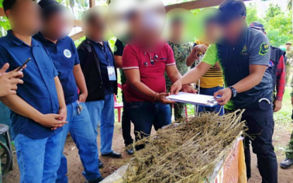 <p><strong>MARIJUANA HAUL</strong>. Personnel from the local police, military and former members of the Moro Islamic Liberation Front document the more than a thousand hills of marijuana plants seized during a joint law enforcement operation in Barangay Dungguan, Datu Montawal, Maguindanao on Monday (Jan. 6, 2020). Only last month, authorities also uprooted some 500 marijuana plants at another hidden plantation in the municipality.<em> (Photo courtesy of Jess M. Alli – DXMY Cotabato)</em></p>