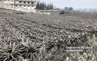 <p><strong>ASH-COVERED PLANTATION.</strong> Photo shows a pineapple plantation covered by ash spewed by Taal Volcano on Sunday (Jan. 12, 2019). The Department of Agriculture (DA) on Wednesday said ashfall from the restive volcano still has a benefit because it replenishes the nutrients of the soil, improving its fertility in the long run. <em>(Photo courtesy of Go Cavite Facebook)</em></p>