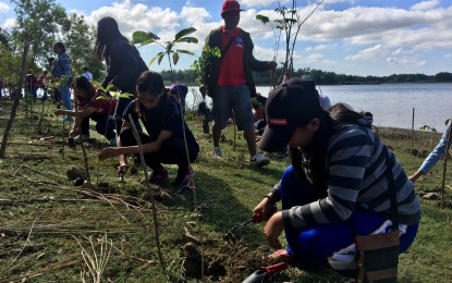 <p><strong>TREE-PLANTING.</strong> Personnel of a private firm in Manila and 150 students of the Mariano Marcos State University plant narra and molave saplings at the Paoay Lake National Park on Friday (Jan. 17, 2020). A massive greening program is being undertaken in Ilocos Norte to raise public awareness of environmental protection as a priority agenda for sustainable development. <em>(PNA photo by Leilanie Adriano)</em></p>