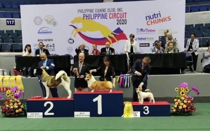 <p><strong>GOOD DOGS.</strong> Winning dog owner and their 'fur babies' pose for a photo opportunity at the Philippine Canine Club Inc.'s 10th Philippine Circuit Show 2020 in Araneta Coliseum which ran from Jan. 16 - 19, 2020. The major breeds that won were Pomeranians, Corgis, Dobermans, and Pugs. <em>(PNA photo by Joice Cudis)</em></p>