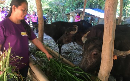 <p><strong>COMMUNAL ANIMAL SHELTER.</strong> A rural cooperative in Barangay Sumader, Batac City tends to water buffaloes for milk production. They are fed in a communal animal shelter where they take turns in taking care of them. <em>(Photo by Leilanie Adriano)</em></p>