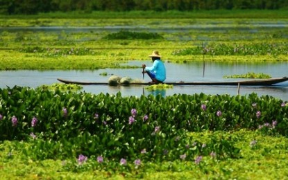 <p><strong>BOUNTIFUL MARSHLAND.</strong> A local fisherman paddles his boat through the waters of the Liguasan marsh, a 220,000-hectare wetland situated along the borders of North Cotabato, Maguindanao, and Sultan Kudarat. The marshland is rich in natural and aquatic resources, such as mudfish and other freshwater fish species. <em>(Photo courtesy of 7IB)</em></p>