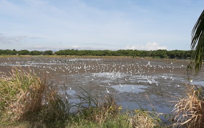 <p><strong>MIGRATORY BIRDS</strong>. Flocks of migratory birds feast on small fish at a fishpond in Barangay Tortugas, Balanga City, Bataan.  The migratory birds arrived in Bataan early part of September to escape the cold winter months in their countries of origin, and will leave the province late March every year. <em>(Photo by Ernie Esconde)</em></p>