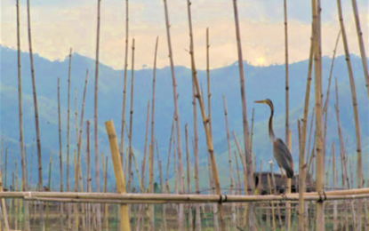 DENR documents 8.9K waterbird species in S. Kudarat wetland