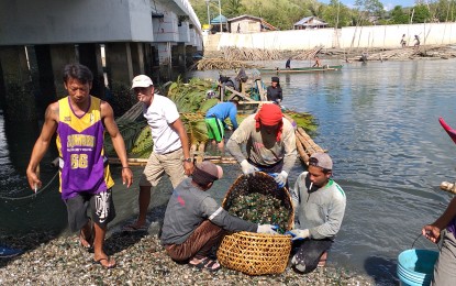 <p><strong>RED TIDE.</strong> Fishermen harvest green mussels in Maqueda Bay in Jiabong, Samar in this undated photo. At least eight bays on Samar Island are positive for toxic red tide based on the latest seawater sampling, with some parts of the sea showing red discoloration, the Bureau of Fisheries and Aquatic Resources said on Tuesday. (July 16, 2024) <em>(PNA file photo)</em></p>