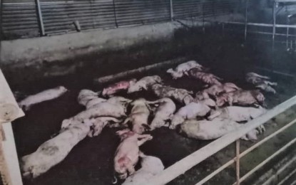 <p><strong>DE-POPULATION.</strong> A commercial piggery in Tuba, Benguet province was found to have pigs infected with African swine fever (ASF). The owner opted for the culling of all his 175 pigs to avoid the spread of the virus. <em>(Photo screenshot from the report of the provincial veterinary office)</em></p>