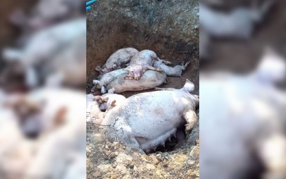 <p><strong>ASF-INFECTED PIGS</strong>. Some 900 pigs were culled Saturday (February 8, 2020) in a farm in Norzagaray, Bulacan after being found positive of African swine fever (ASF). The ASF-infected pigs were found at the Eco Agri Farm owned by a certain Edwin Ong located in Barangay FVR, Norzagaray. <em>(Photo courtesy of the MENRO-Norzagaray)</em></p>