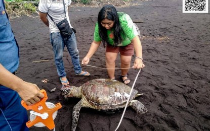 <p><strong>DEAD TURTLE</strong>. Sheila Conche, technical staff of the Conservation and Development Division, DENR Regional Office-5, measures the length of a dead sea turtle found floating off the shore in Barangay Arimbay, Legazpi City on Sunday (Feb. 9, 2020). Conche said the turtle's possible cause of death was drowning. <em>(Photo courtesy of DENR-Bicol)</em></p>
