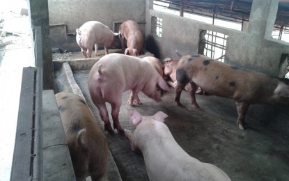 <p><strong>LOCKDOWN VS. ASF</strong>. The Provincial Veterinary Office of Bohol is tapping coastal town and city mayors to implement the local measure preventing the entry or hogs and pork meat in order to ward off African swine fever (ASF). Provincial Veterinarian Stella Marie Lapiz said on Sunday (Feb. 9, 2020) that the ban intends to protect the PHP6-billion hog industry of the province. <em>(PNA file photo)</em></p>