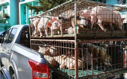 <p><strong>TRANSPORT OF PIGS.</strong> Live pigs have been prohibited to enter Benguet province. The provincial government has ordered a temporary lockdown on the entry of live pigs into the province and Baguio City after samples taken from two piggeries tested positive for African swine fever. <em>(PNA photo courtesy of Redjie Melvic Cawis)</em></p>