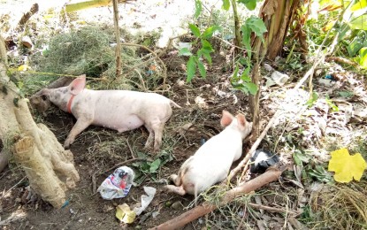 <p><strong>PRONE TO ASF.</strong> Backyard hog raising is prevalent in the province of Davao del Sur. In this file photo, a sow and a suckling are rope-tied and placed to rest beside bananas waiting for its owner to feed leftover foods from eateries and restaurants. The Department of Agriculture (DA) says swill food has been known to cause the African Swine Fever (ASF) infestation. <em>(PNA Photo by Eldie S. Aguirre)</em></p>
