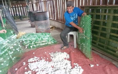 <p><strong>SILK COCOON.</strong> Hector Pader, a candidate of the Champion Farmers Program from Barangay Legayada, Lambunao harvests the first cycle of his silk cocoon production on Monday (Feb 17, 2020). The establishment of the moriculture and sericulture in Lambunao, Iloilo is supported by the Organization for Industrial, Spiritual, Cultural Advancement (OISCA) and the Philippine Fiber Industry Development Authority (PHIL FIDA).<em> (Photo contributed by Ariel Lastica/Kamillah Libo-on).</em></p>