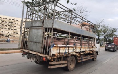 <p><strong>HOG, PORK BAN</strong>. A truckload of live hogs is seen traversing the Cebu South Coastal Road in Talisay City on Friday (Feb. 21, 2020). Governor Gwendolyn Garcia issued an executive order implementing stricter measures to prevent the entry of African swine fever (ASF) into the province, despite the National Zoning and Movement Plan of the Department of Agriculture which allows entry of hogs and pork into free zones or zones in the country that have no case of the swine disease. <em>(PNA photo by John Rey Saavedra)</em></p>