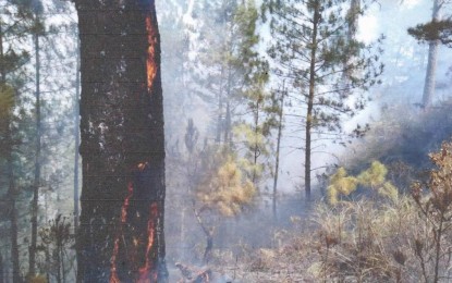 <p><strong>WOUNDED LAND.</strong> A tree shows its scar as a result of an eight- day forest fire from Feb. 11 to 18 at Mount Pulag in Kabayan, Benguet. The fire damaged more than 160,000 trees and saplings. (PNA photo by BFP-Kabayan Fire Station)</p>